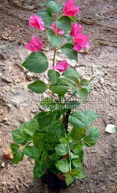 Bougainvillea poutonii 1